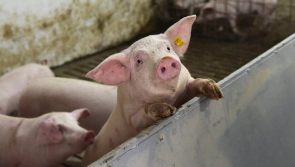 ПРАСИЋИ ПРОДАТИ И ПРЕ ПРАЗНИКА: Уочи Ускрса већа тражња понегде гура цене живе ваге