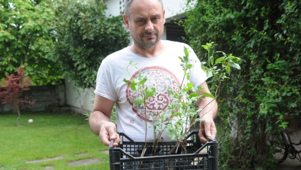 ПИСТАЋИ МОГУ ДА РАСТУ И КРАЈ МОРАВЕ: Велика потражња за Дубаи чоколадом подстакла драстичан раст цена њеног главног састојка (ФОТО) ПИСТАЋИ МОГУ ДА РАСТУ И КРАЈ МОРАВЕ: Велика потражња за Дубаи чоколадом подстакла драстичан раст цена њеног главног састојка (ФОТО)