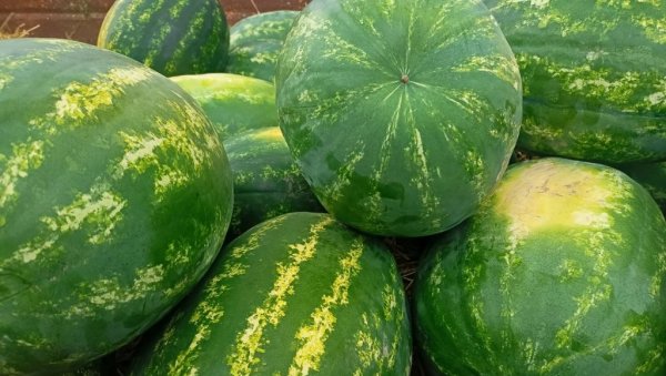 СТИГЛЕ ЛУБЕНИЦЕ ИЗ РЕГИОНА: Са пијачних тезги Бајлонија маме јагоде, а има и осталих врста воћа СТИГЛЕ ЛУБЕНИЦЕ ИЗ РЕГИОНА: Са пијачних тезги Бајлонија маме јагоде, а има и осталих врста воћа