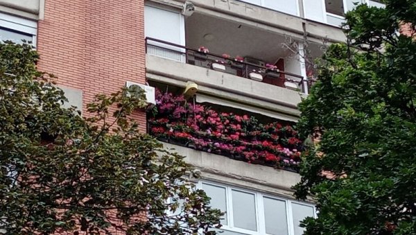ИЗБОР У СЕДАМ КАТЕГОРИЈА: Почела акција За зеленији Београд ИЗБОР У СЕДАМ КАТЕГОРИЈА: Почела акција За зеленији Београд