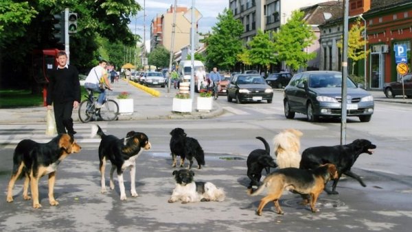 ЂАЦИ ТЕСЛЕ БЕЗБЕДНИЈИ: Екипе Ветерине започела хватање паса који насрћу на делу код школе у Раковици