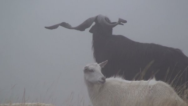 ОДНОС ЧОВЕКА И ПРИРОДЕ: Радови Радмиле Лиздек у Продајној галерији „Београд“