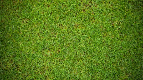 Врхунска зарада: Мало ко се у Србији бави овим послом, а истина је да захтева пуно труда